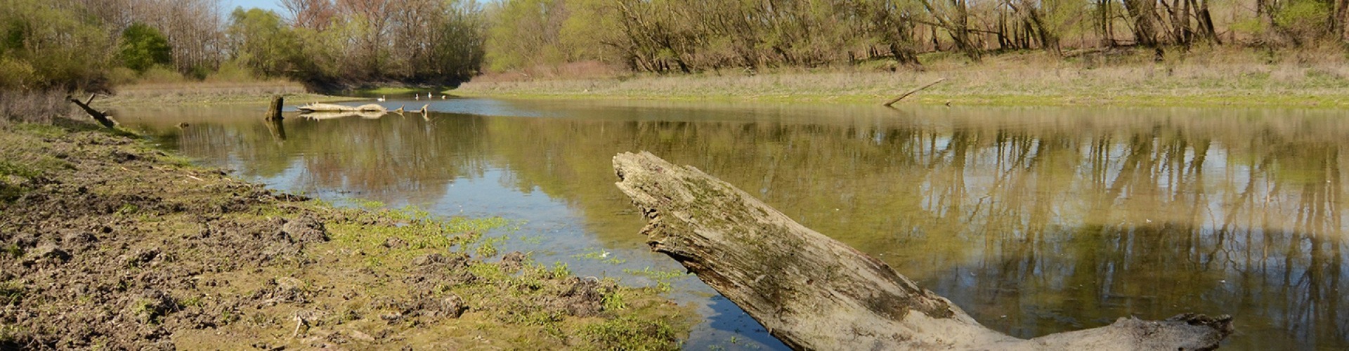 Mederjárás a Csallóközben