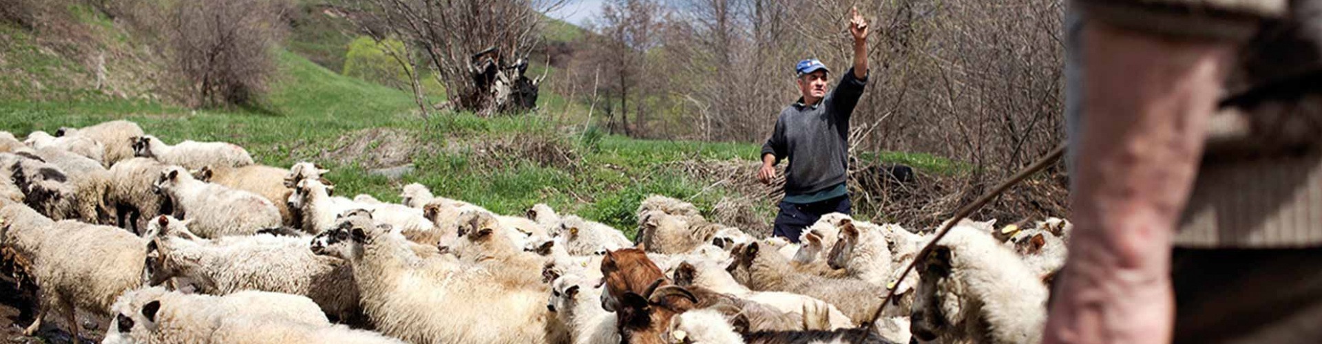 A pásztorképek fotósa