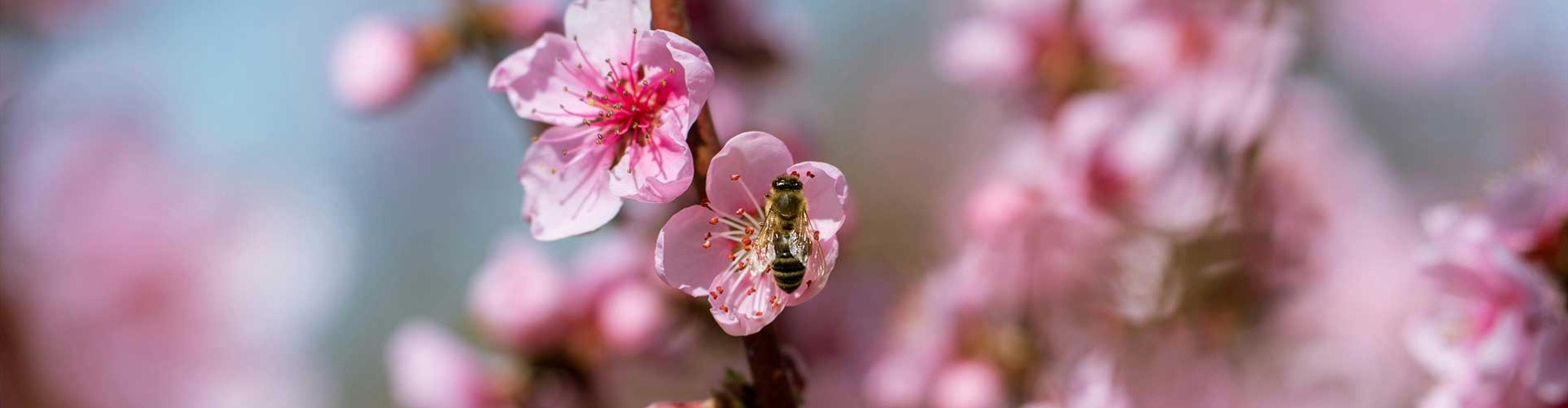 Itt a friss tavasz, menjünk ki a zöldbe!