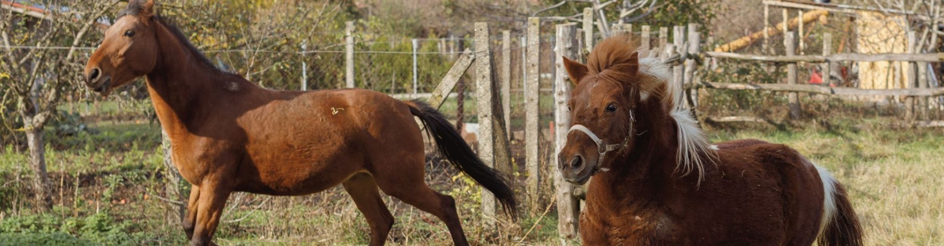 Lovak és fából faragott csodák