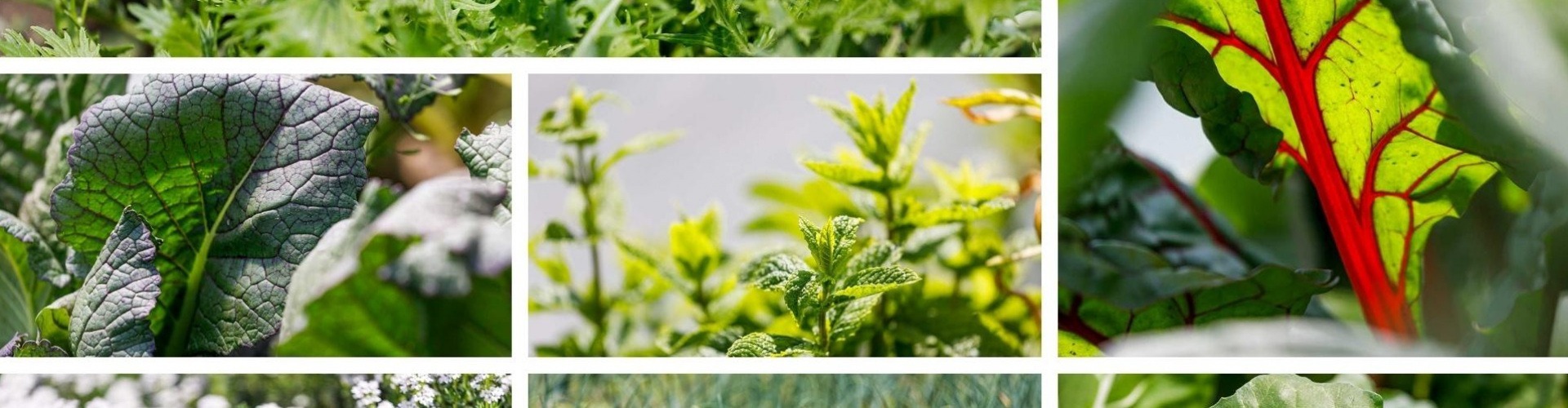 Salátamix – Különleges fűszernövényeink