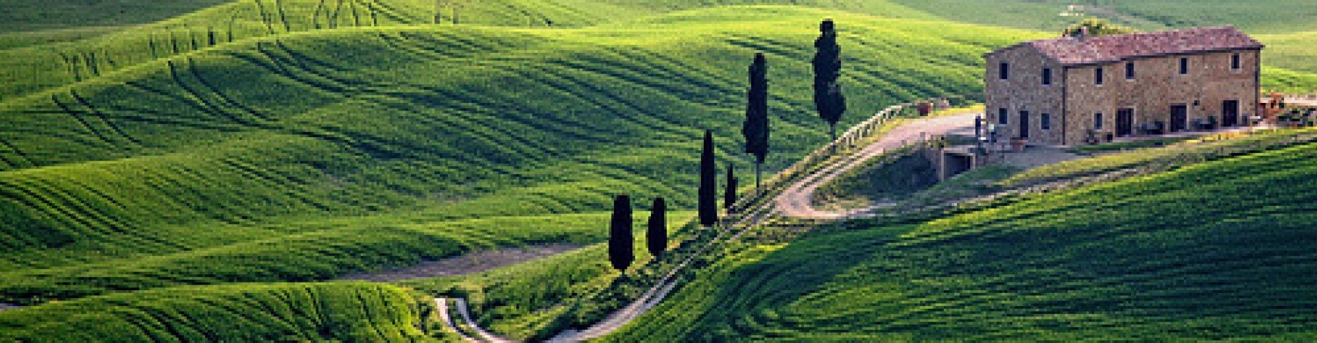 Toscana olajbogyószüretkor