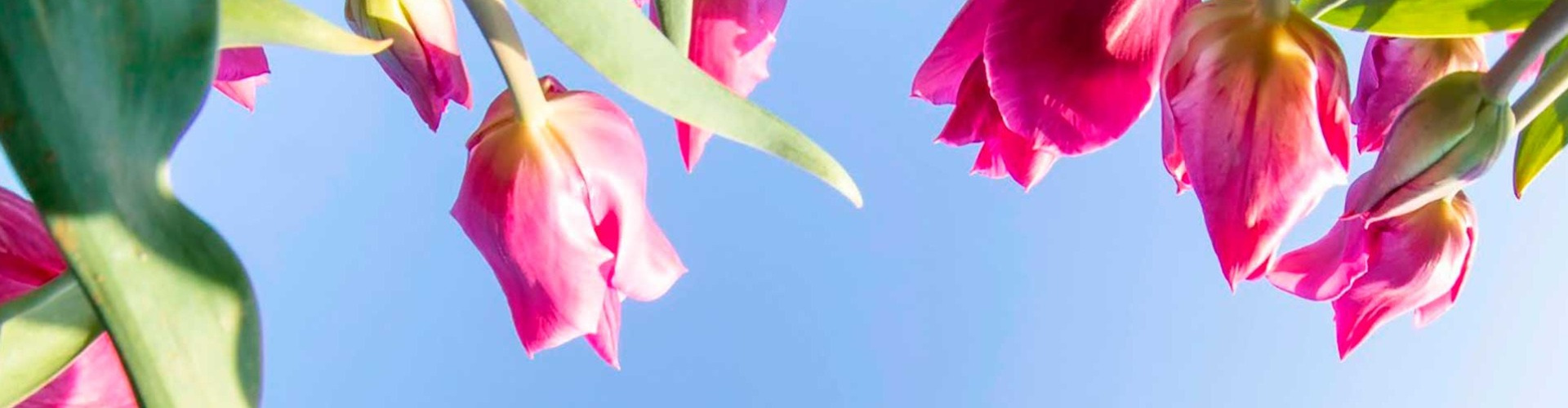 Tulipános kitekintő