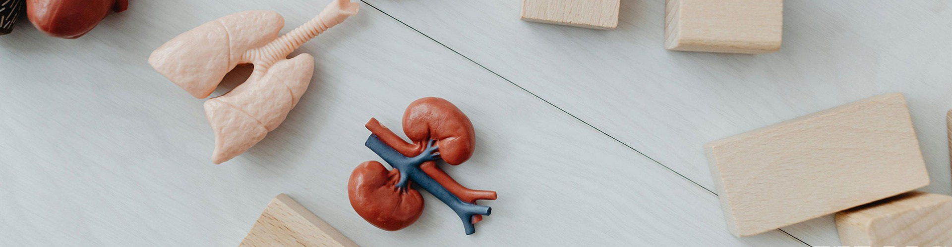 Mit kell tudni a vesetranszplantációról?