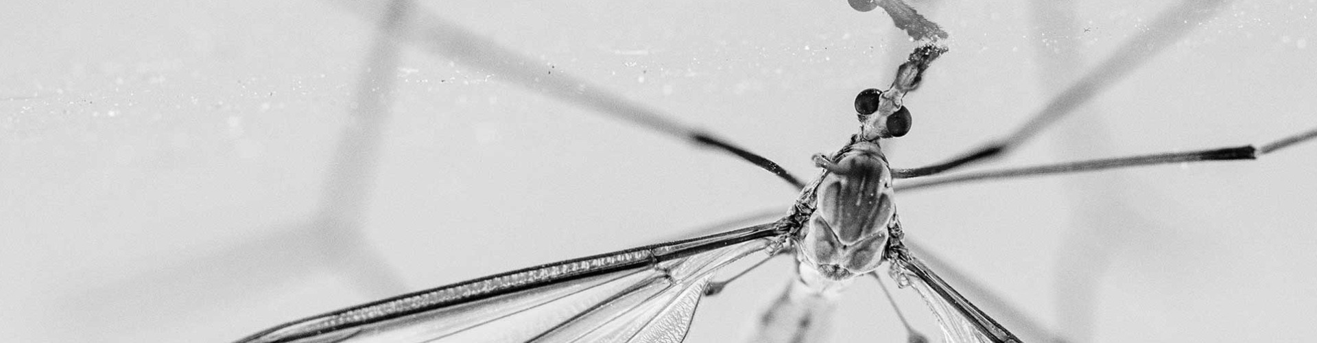 Visszatérhet-e hozzánk a malária? Visszatérhet-e hozzánk a malária?