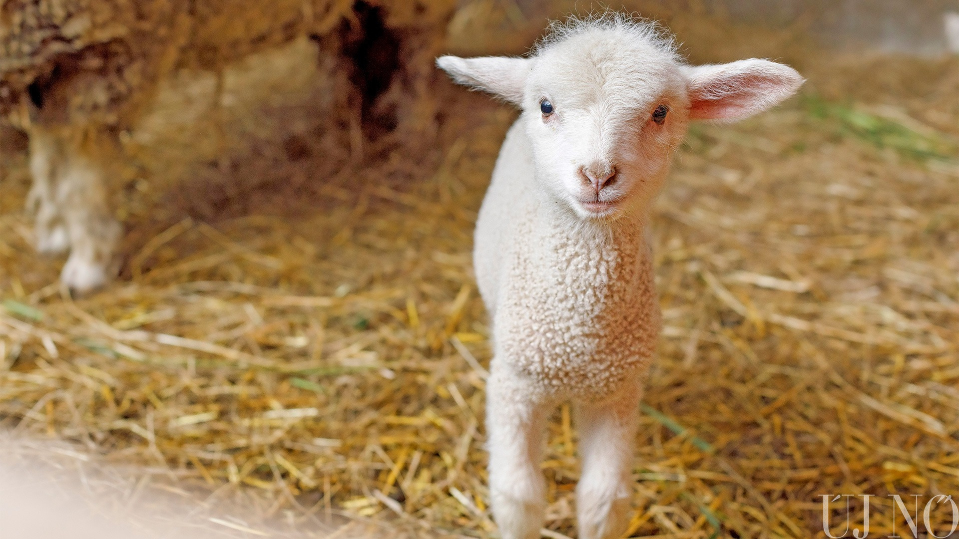 Húsvét: mit esznek az állatok?