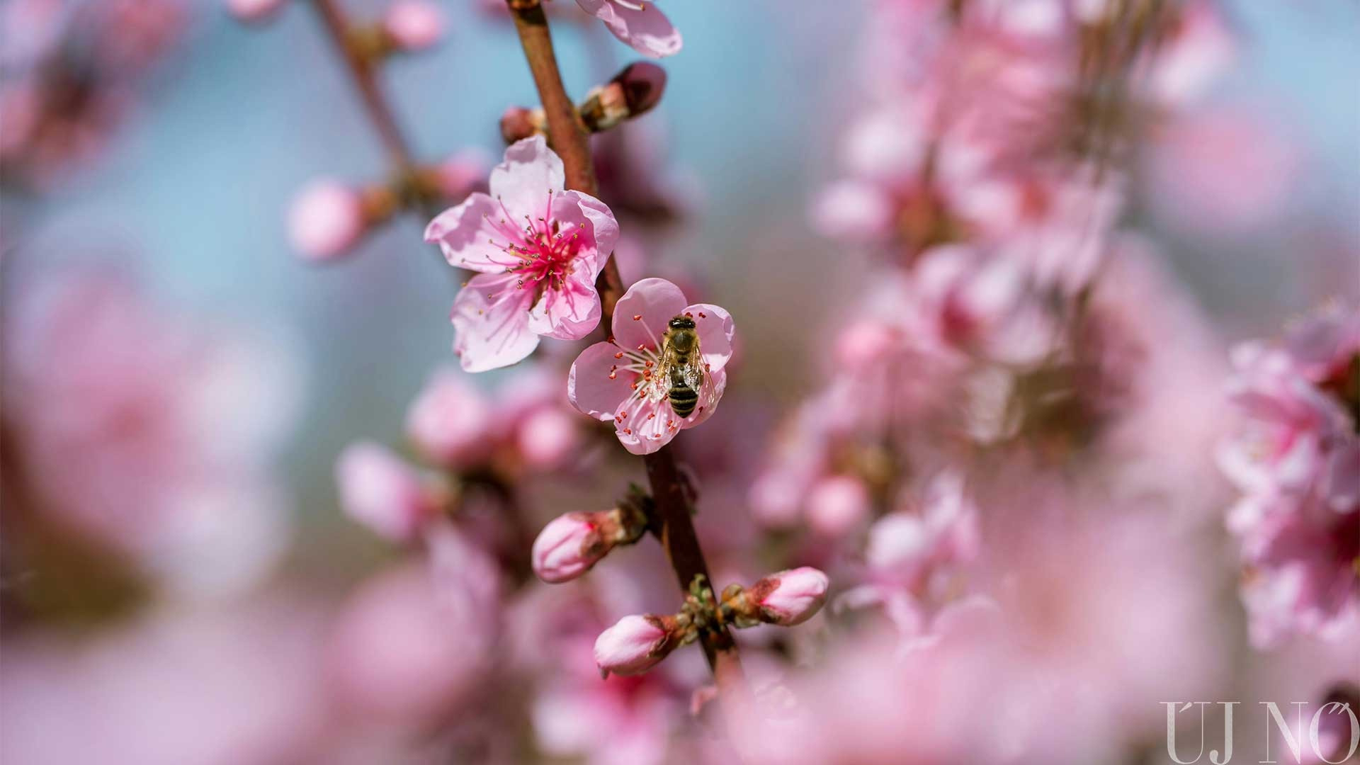 Itt a friss tavasz, menjünk ki a zöldbe!