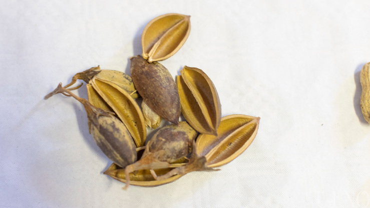 Császárfa magháza Császárfa magháza