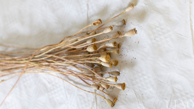 Pipacsvirág szára szirmok nélkül Pipacsvirág szára szirmok nélkül