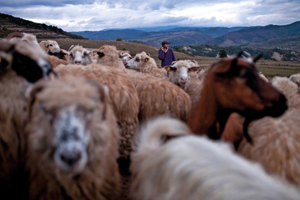 A pásztorképek fotósa