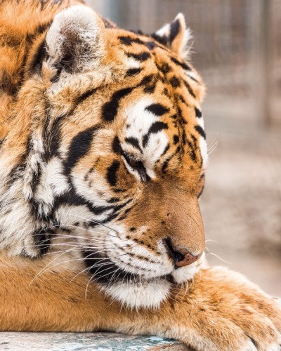 Szibériai tigrisek KÖZÖTT