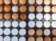 Boldog tyúkok tojása 