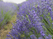 Ametiszttől az ezüstliláig