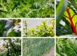 Salátamix – Különleges fűszernövényeink