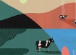 A szarvasmarhák emésztése és a Green Deal