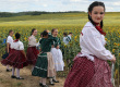 Napraforgóim
