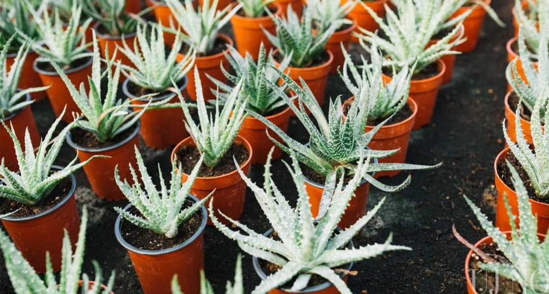Aloe Vera, a csodanövény