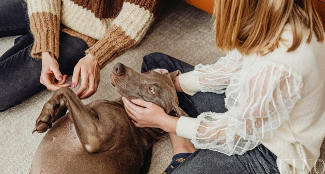 Az új trend: gyerek helyett kutya