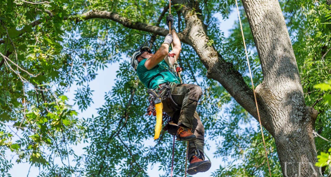 Hogyan lesz valakiből arborista?