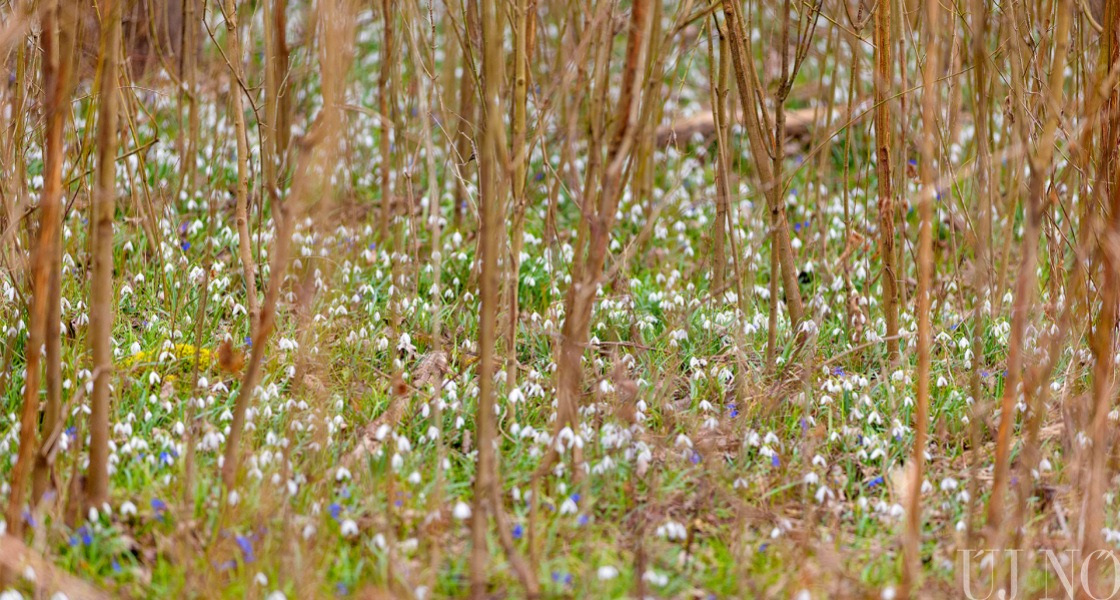 Gazdagok vagyunk, mert virágoskertünk a széles mező, rét, erdő