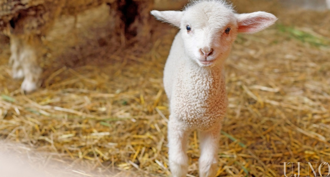 Húsvét: mit esznek az állatok?