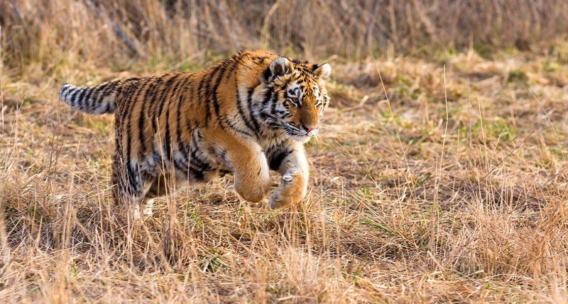 Szibériai tigrisek KÖZÖTT