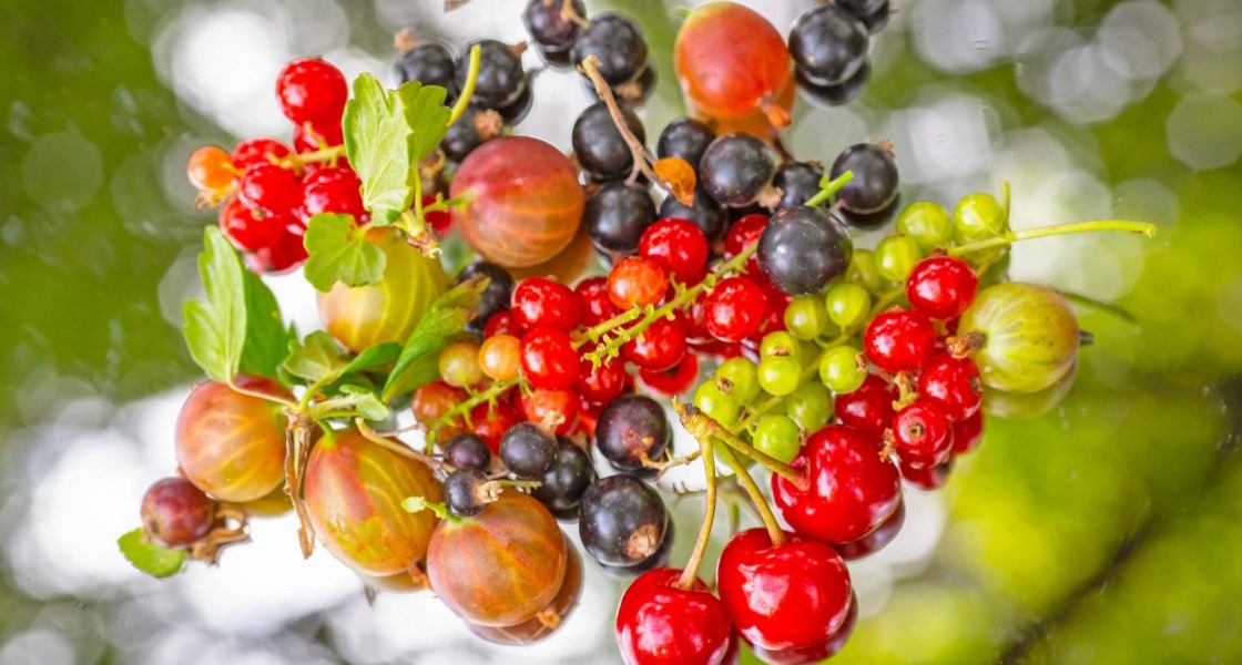 Superfood a kertünkből