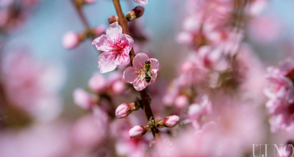 Itt a friss tavasz, menjünk ki a zöldbe!
