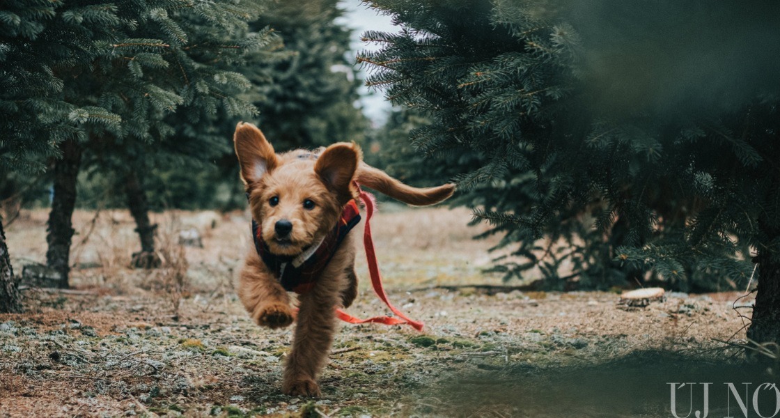 Orvosi ajánlás: kutyát karácsonyra