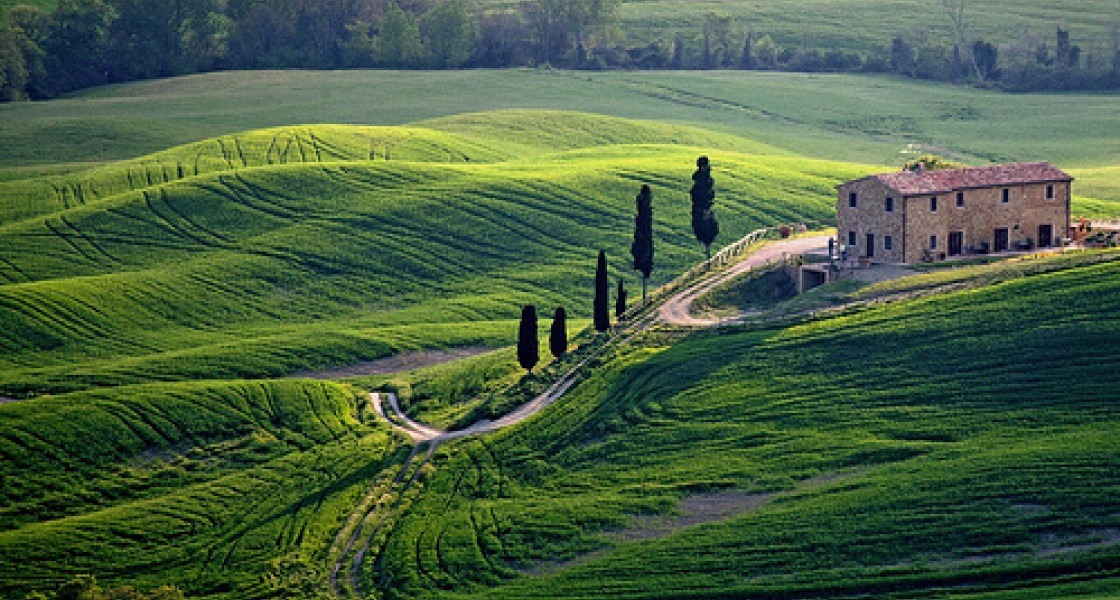 Toscana olajbogyószüretkor