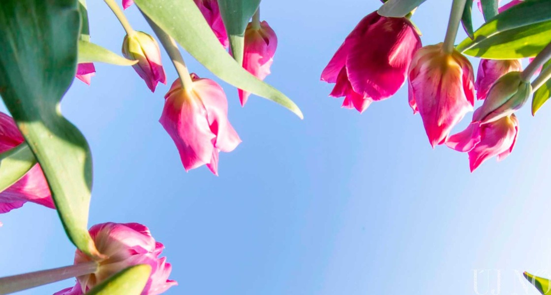 Tulipános kitekintő