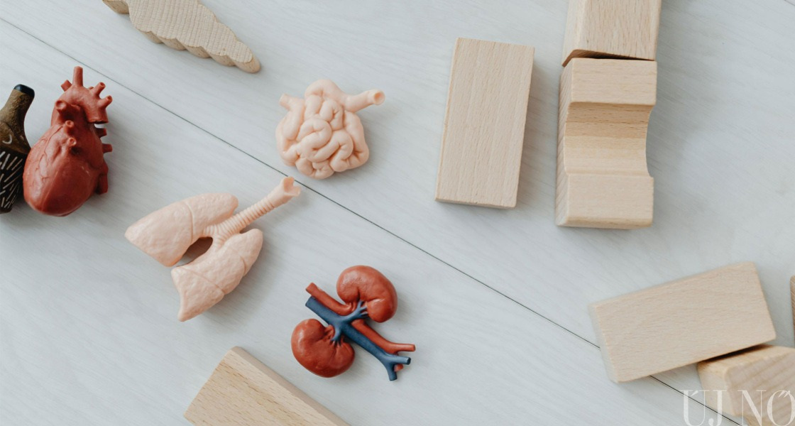 Mit kell tudni a vesetranszplantációról?