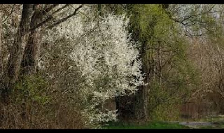 Embedded thumbnail for Éledező természet 